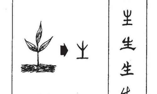 干姜功效与作用及禁忌图片-干姜功效与作用及禁忌-专业干姜的作用与功效和作用平台-干姜功效与作用及禁忌症